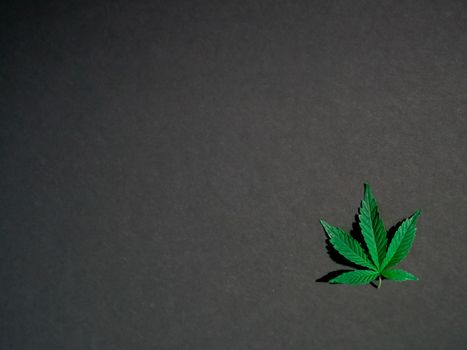 Photo of Cannabis Leaves on Dark Background