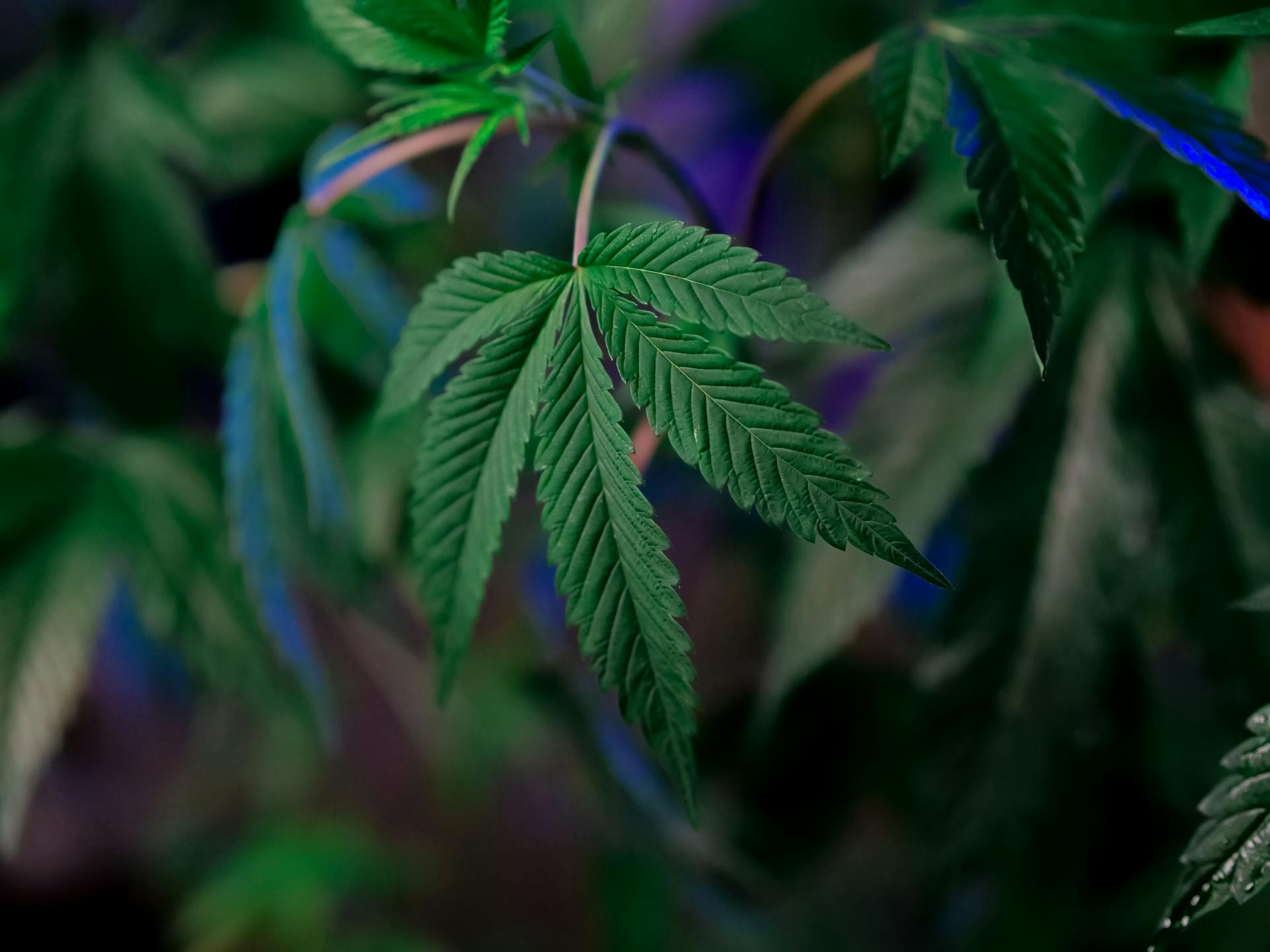 Selective Focus Photo of Cannabis Plant