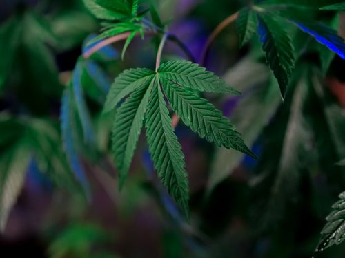 Free Detailed shot of healthy cannabis leaves, capturing the lush greenery and patterns. Stock Photo