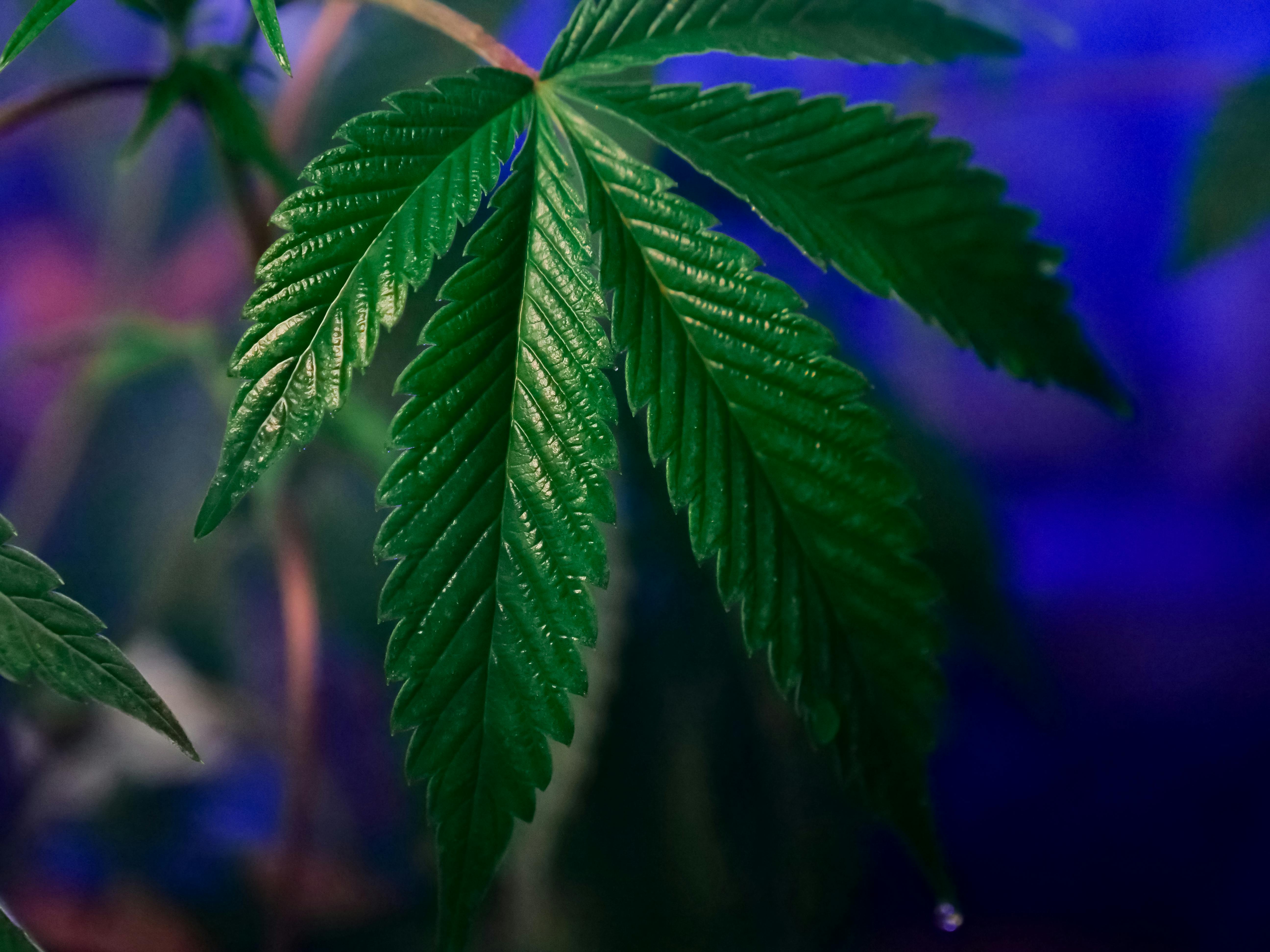 cannabis hemp oil — Photo by Kindel Media on Pexels