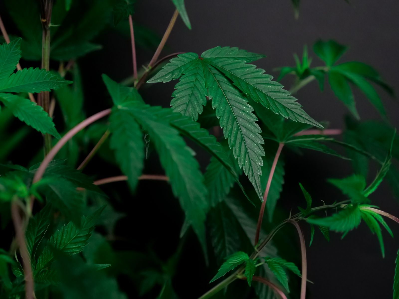 How to Set Up a Grow Tent: Your Complete Indoor Grow Guide