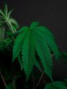 Close-Up Photo of Green Leaf Plant