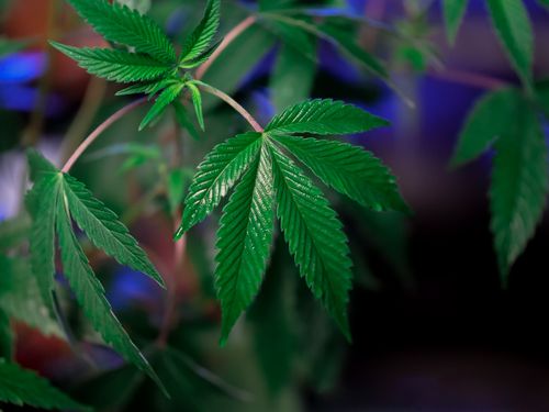 Free Sharp focus on vibrant green cannabis leaves showcasing growth and health. Stock Photo