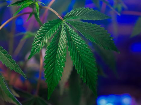 A detailed close-up of a green cannabis leaf against a blue background.