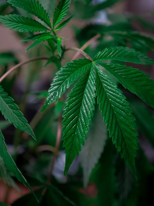 Free Detailed close-up of lush, vibrant cannabis leaves highlighting their intricate patterns and freshness. Stock Photo