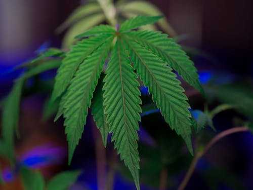 Free Close-Up Photo of Marijuana Leaves Stock Photo