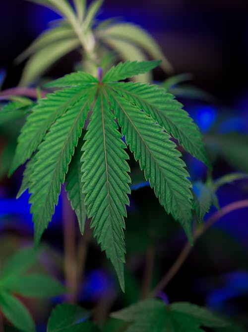 Free Close-Up Photo of Marijuana Leaves Stock Photo