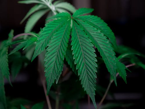 Free Close-Up Photo of Cannabis Plant Stock Photo