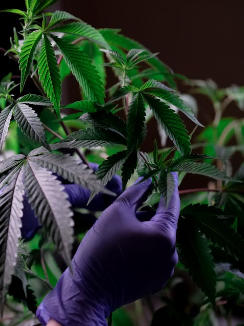 Photo of Person Touching Cannabis Plants