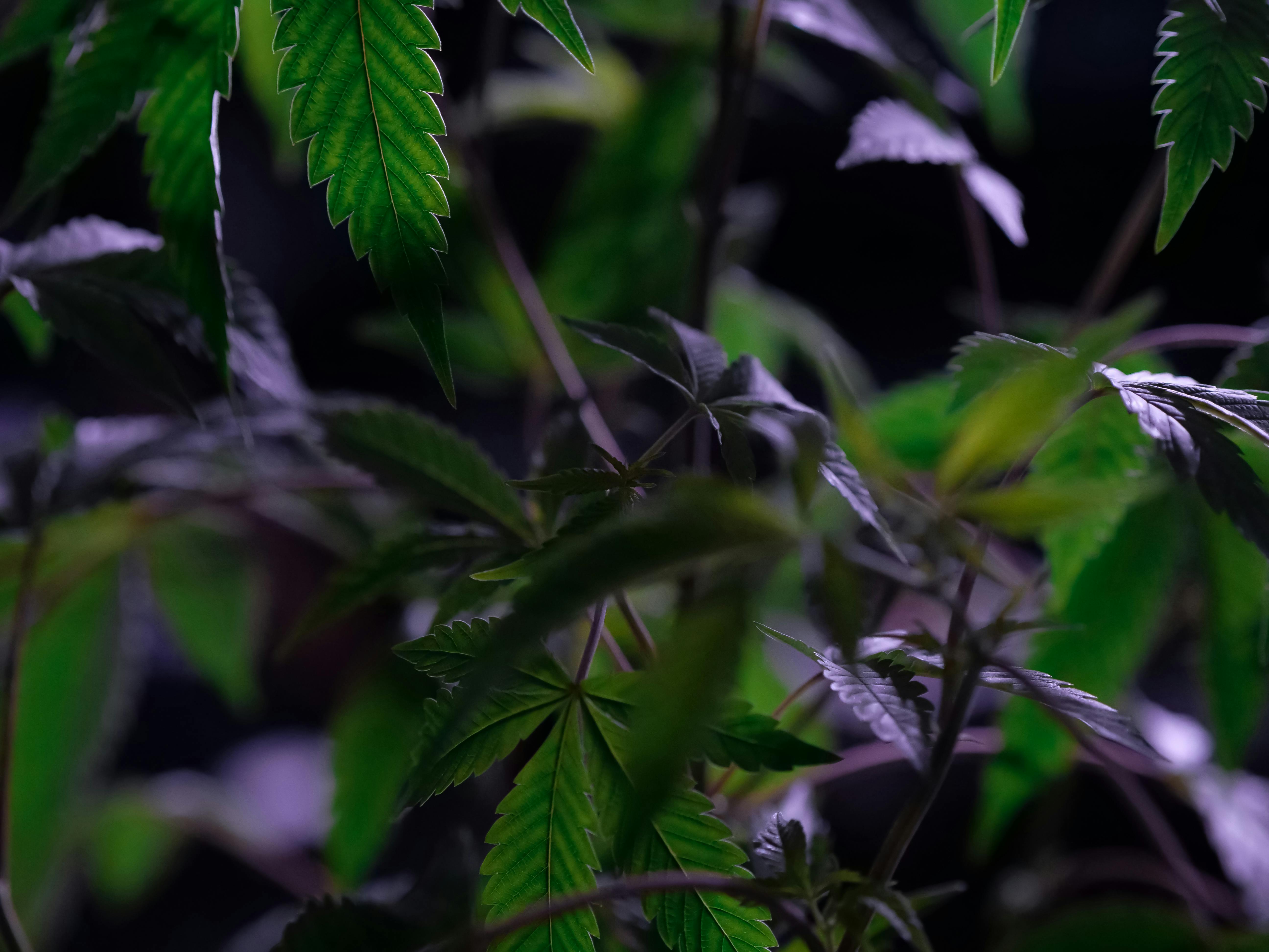 cannabis benefits — Photo by Kindel Media on Pexels