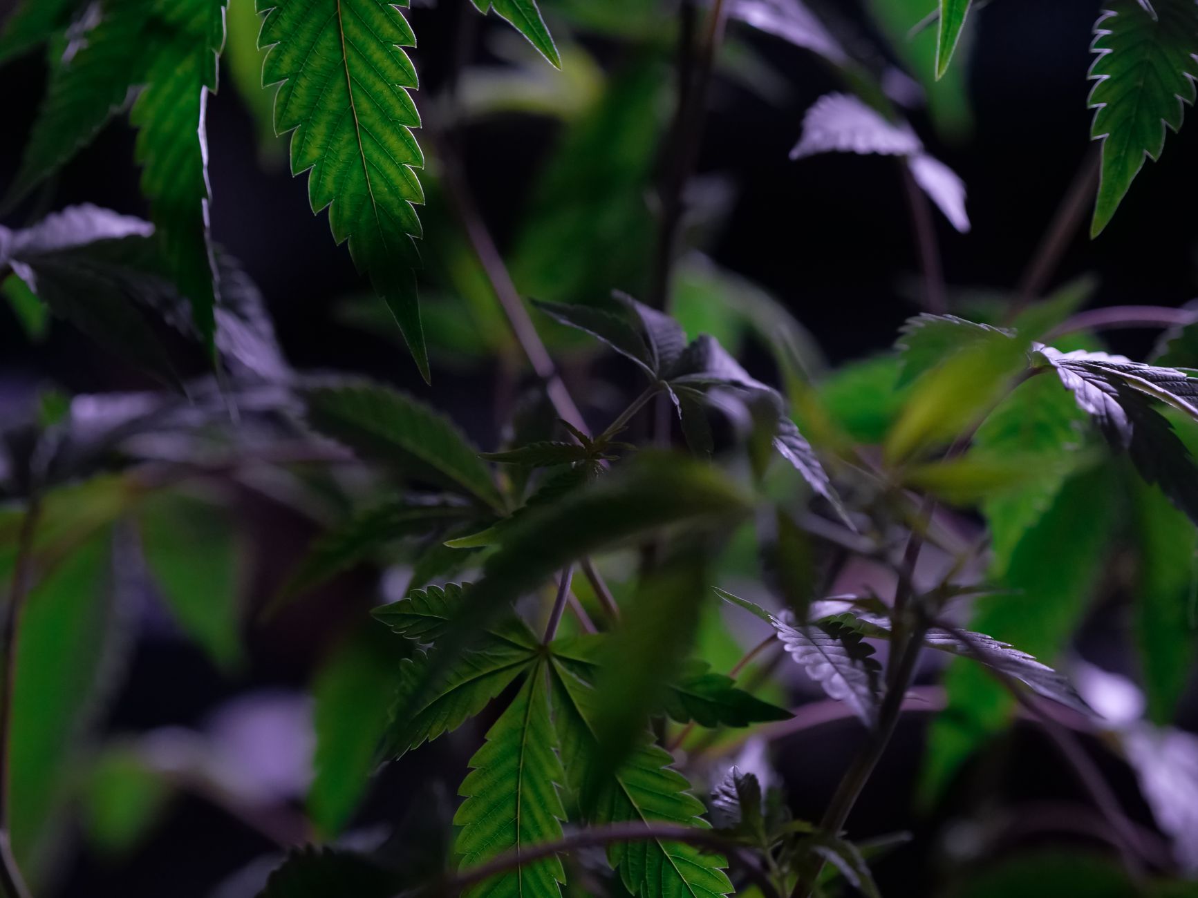 Understanding Indica Strains: Your Guide to Relaxation and Relief