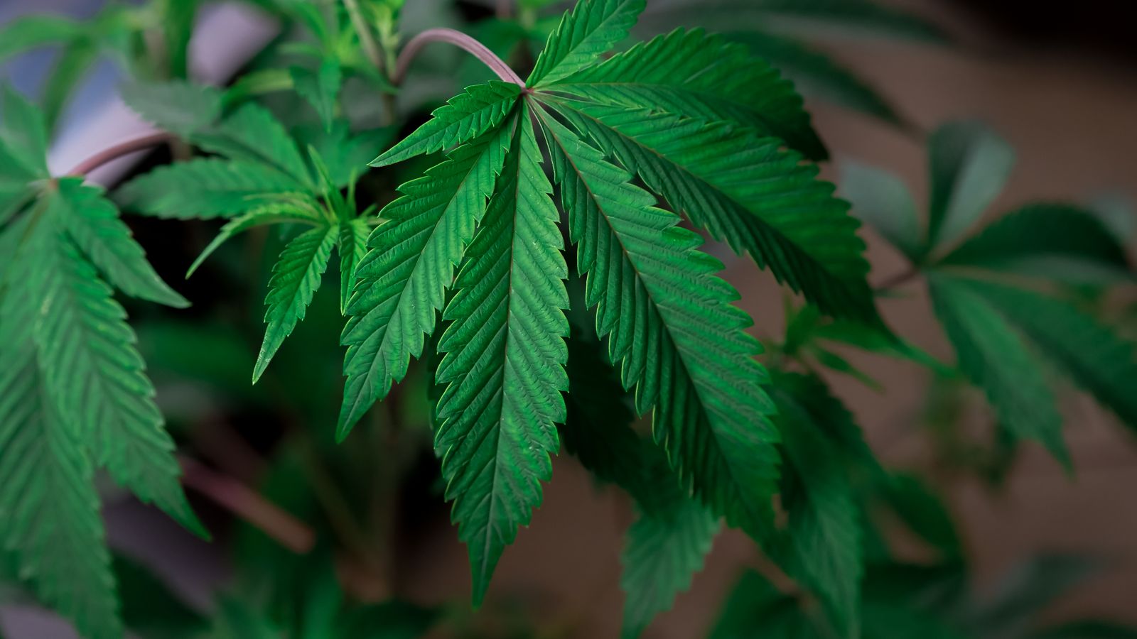 Cannabis plant leaves in commercial cultivation