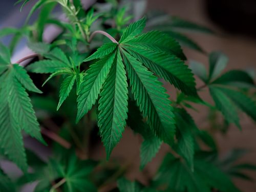 Cannabis CBD