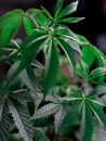 Close-Up Photo of Cannabis Plant