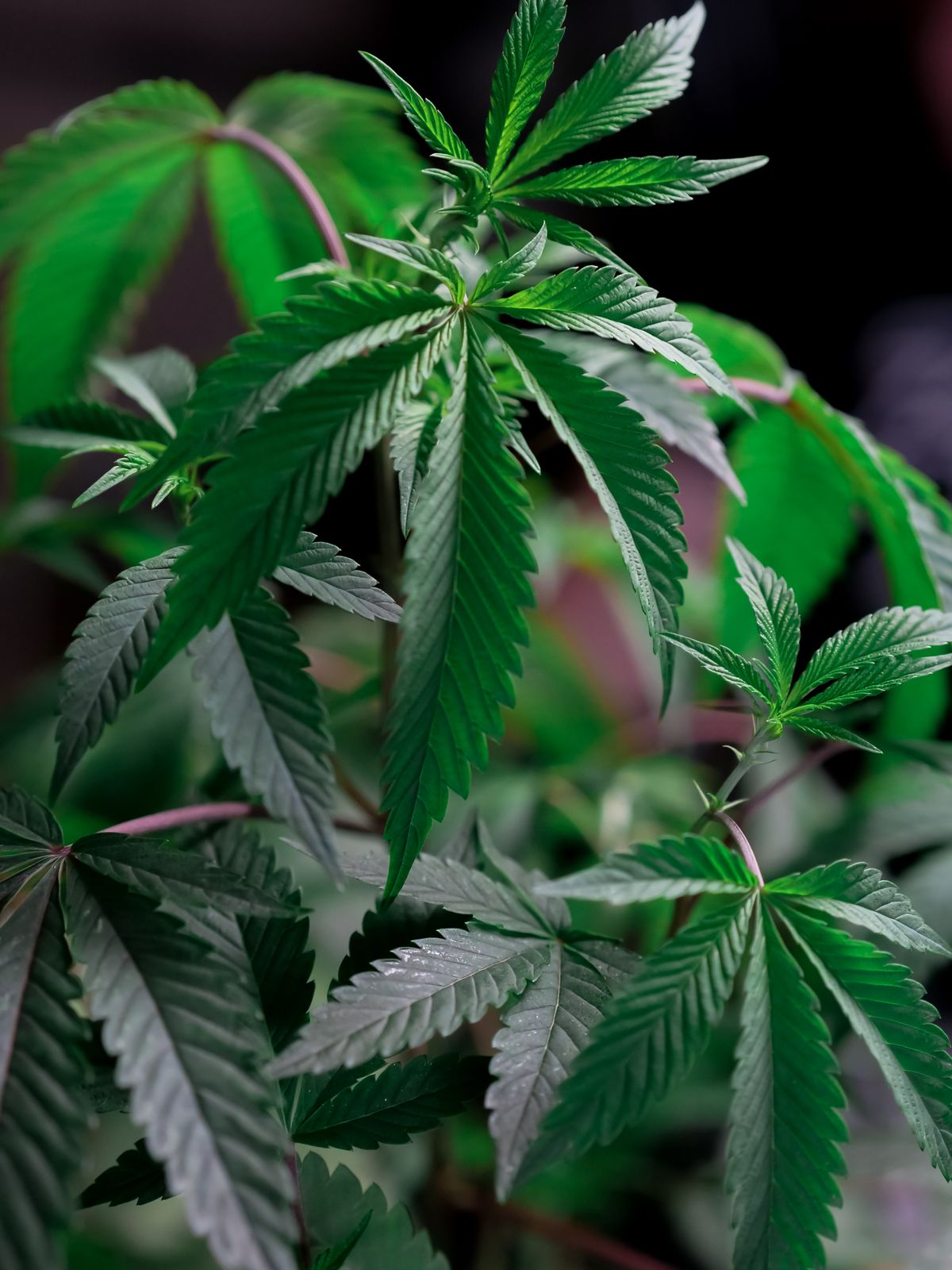 Cannabis-Pflanze Nahaufnahme – grüne Blätter im Licht