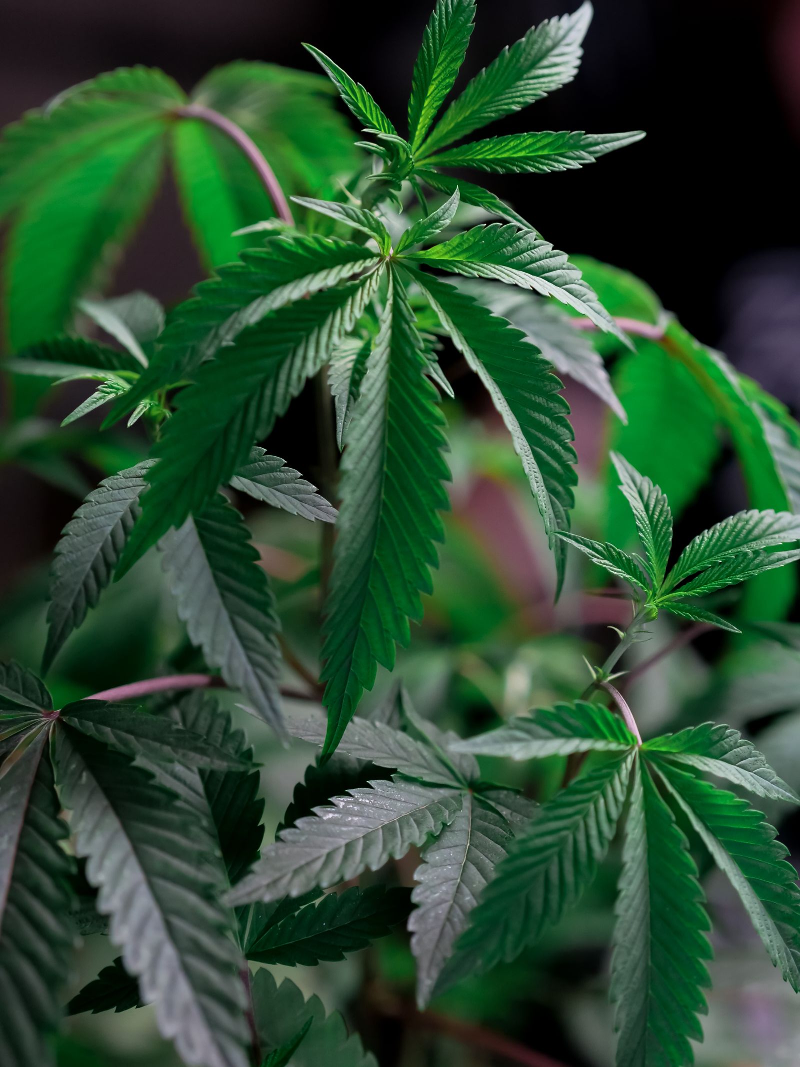 Close-up of a flowering cannabis plant in cultivation, illustrating the growing conditions that shape trichome development for solventless extraction