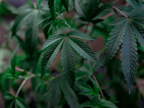 Free Selective Focus Photo of Cannabis Leaves Stock Photo