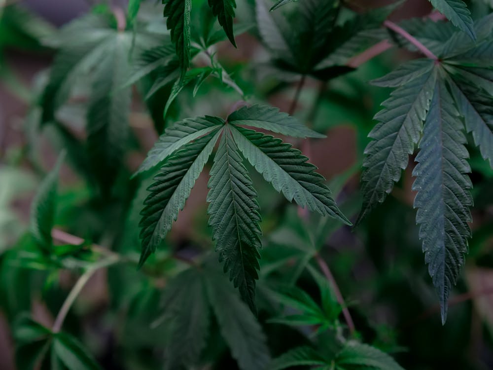 Free Selective Focus Photo of Cannabis Leaves Stock Photo