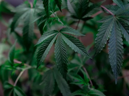 Free Detailed view of fresh cannabis leaves showcasing their vibrant green color and healthy growth. Stock Photo