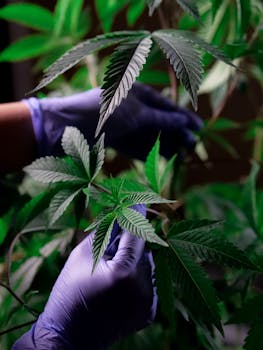 Hands in gloves inspecting cannabis plant leaves closely, showing growth.