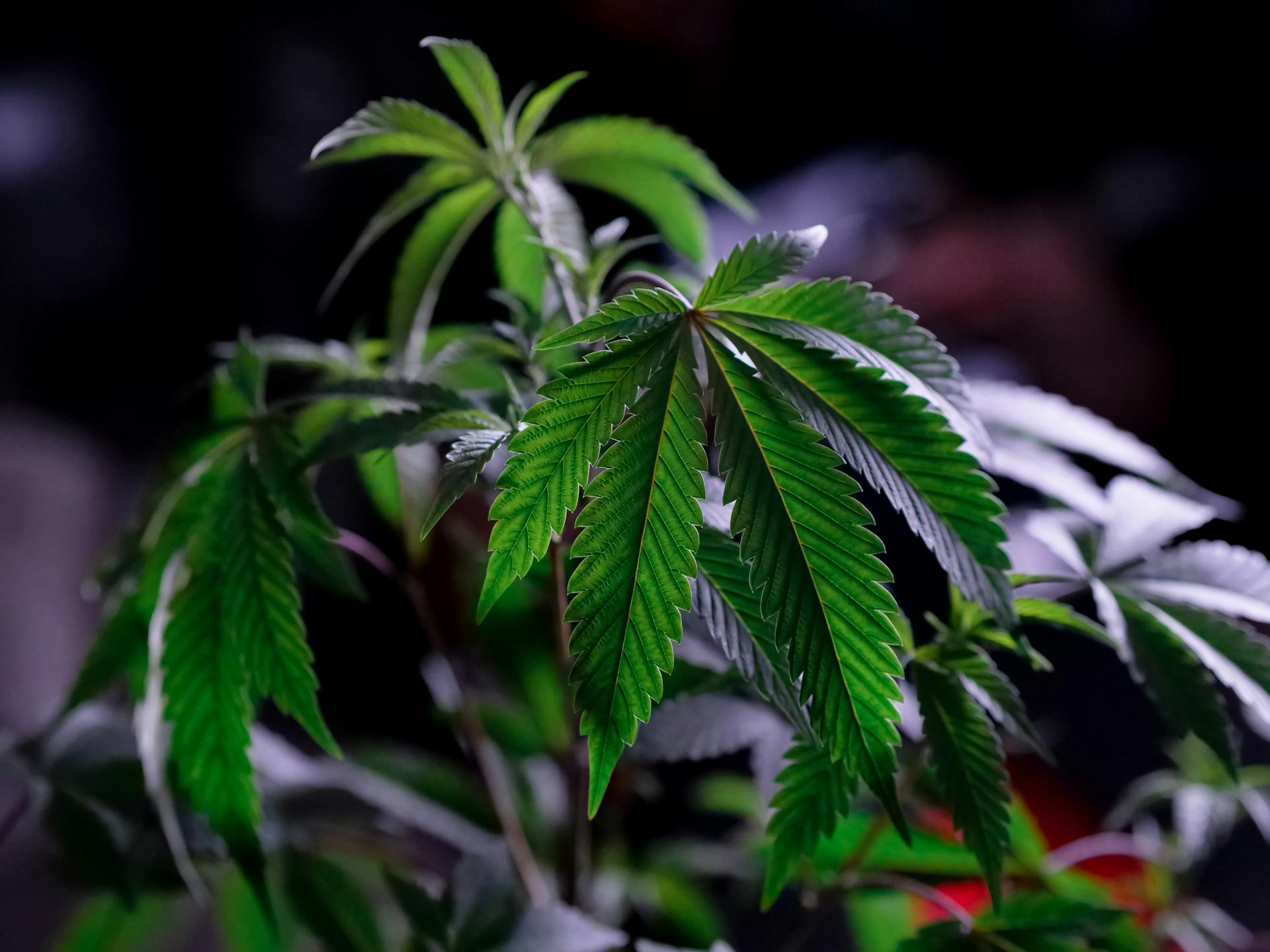 Close-Up Photo of Cannabis Leaves