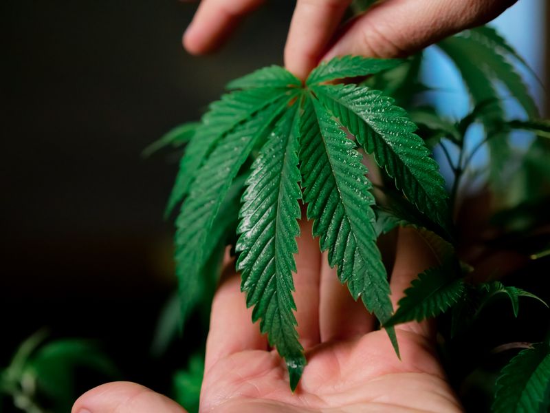 Hand holding a cannabis leaf