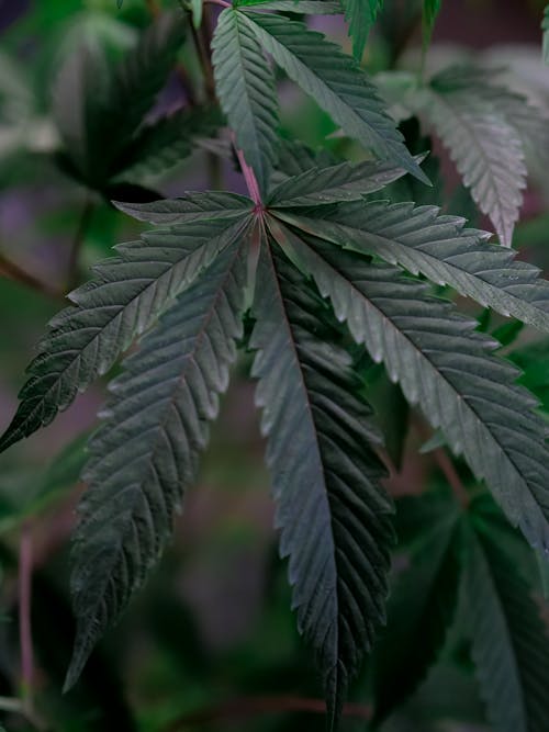 Free Close-Up Photo of Cannabis Leaves Stock Photo