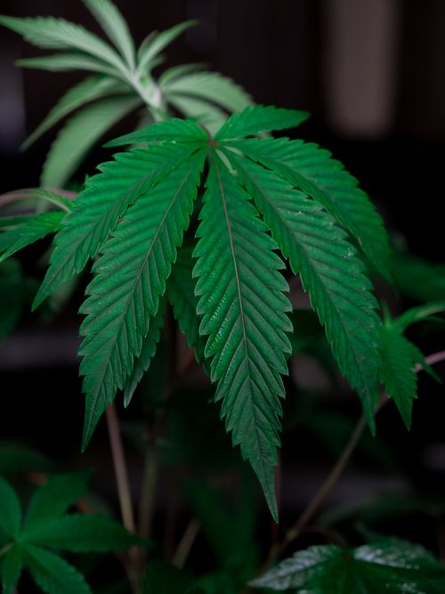 Free Close-up of a lush green cannabis leaf with detailed texture in a dark background. Stock Photo