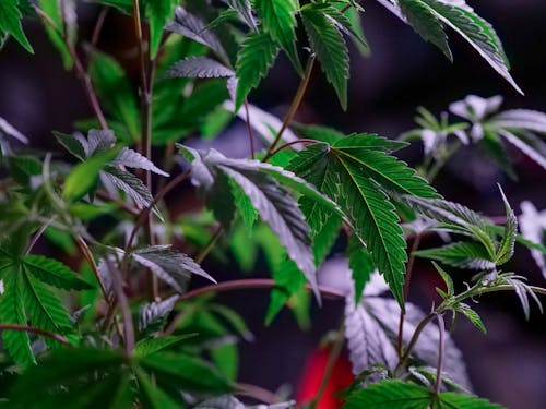 Photo of Green Leafy Cannabis Plants