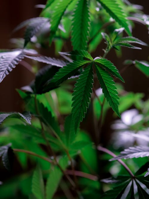 Photo of Cannabis Plant