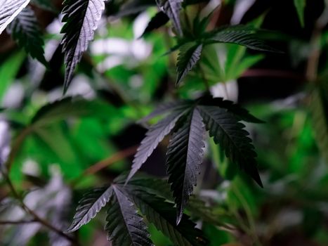 Detailed close-up image of cannabis leaves in a lush green environment, showcasing their natural beauty.