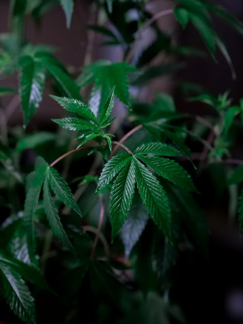 Free Close-Up Photo of Cannabis Plant Stock Photo
