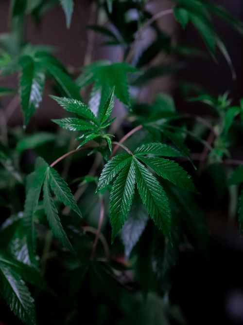 Free Vivid close-up of lush green cannabis leaves showcasing freshness and growth. Stock Photo