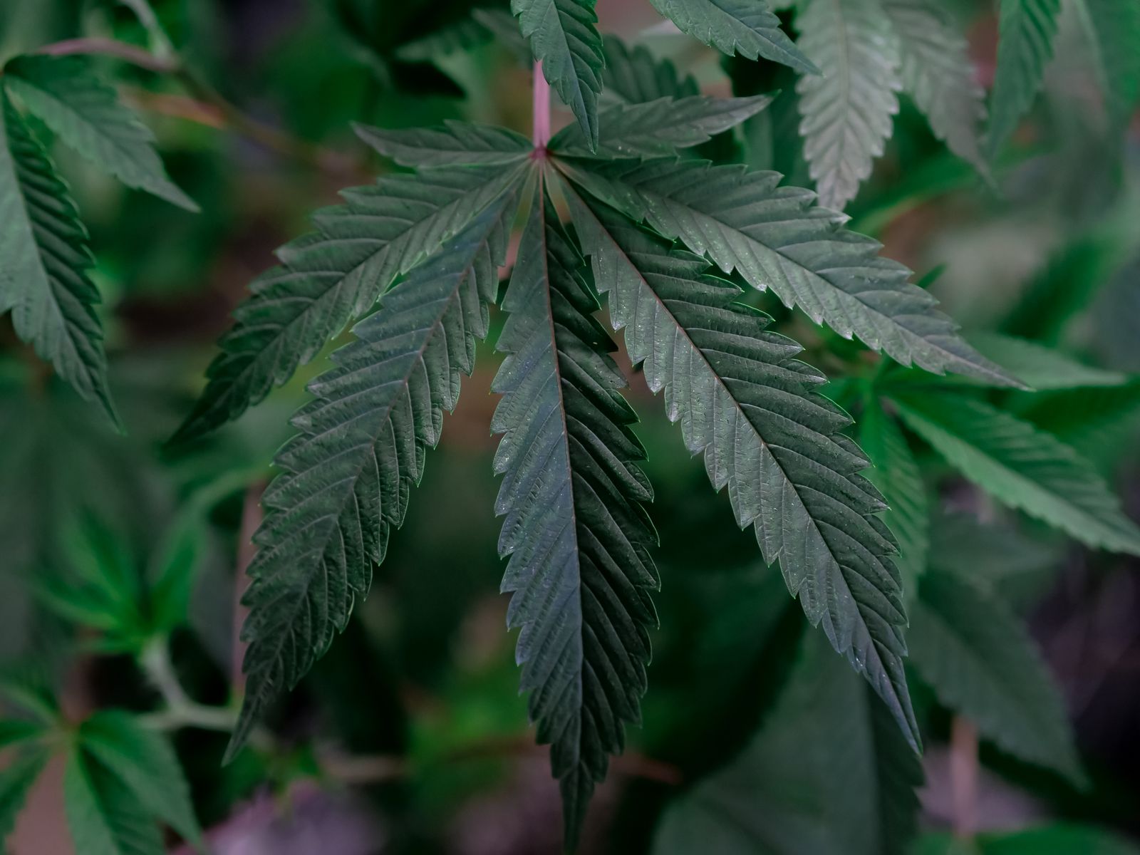 A Grower's Guide to Sea of Green Methods for Bigger Yields
