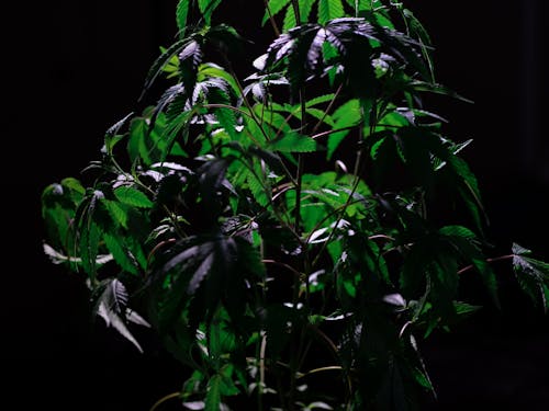 Free Photo of Plants on Dark Bakground Stock Photo