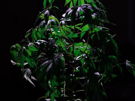 Green cannabis plant illuminated against a dark background showcasing fresh leaves and growth.