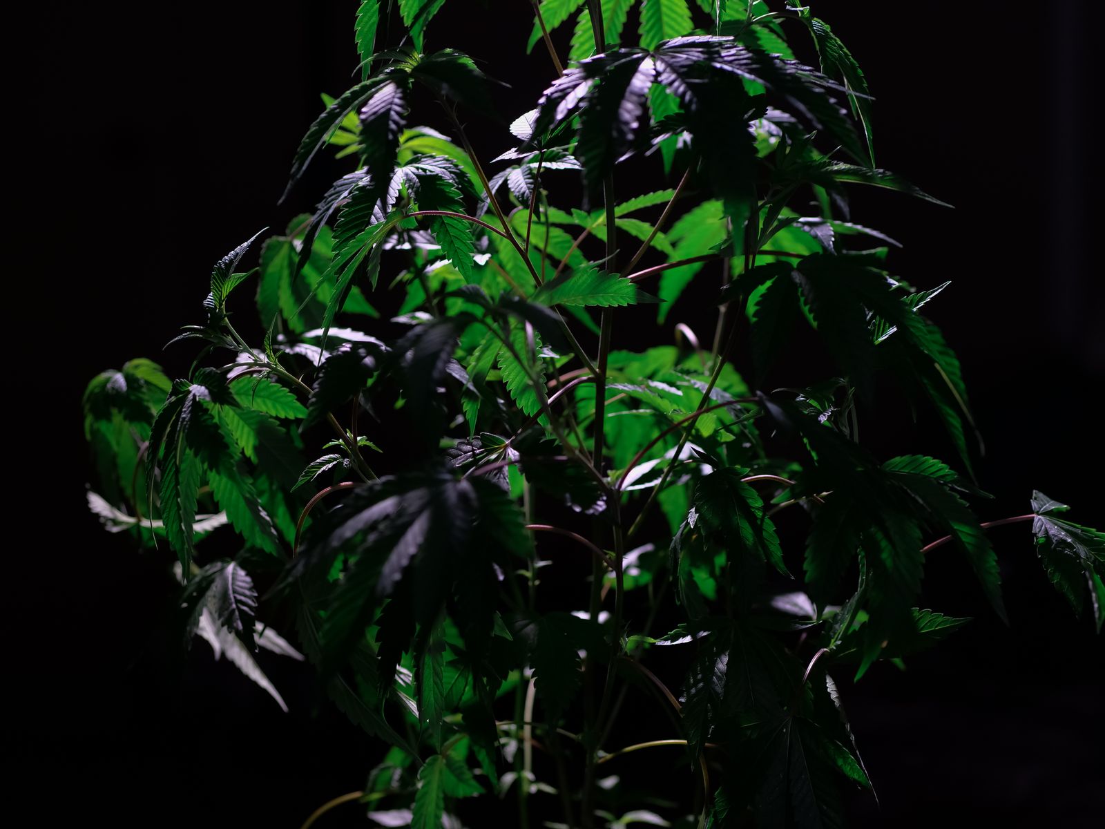 A Home Grower's Guide To The Sea Of Green Method