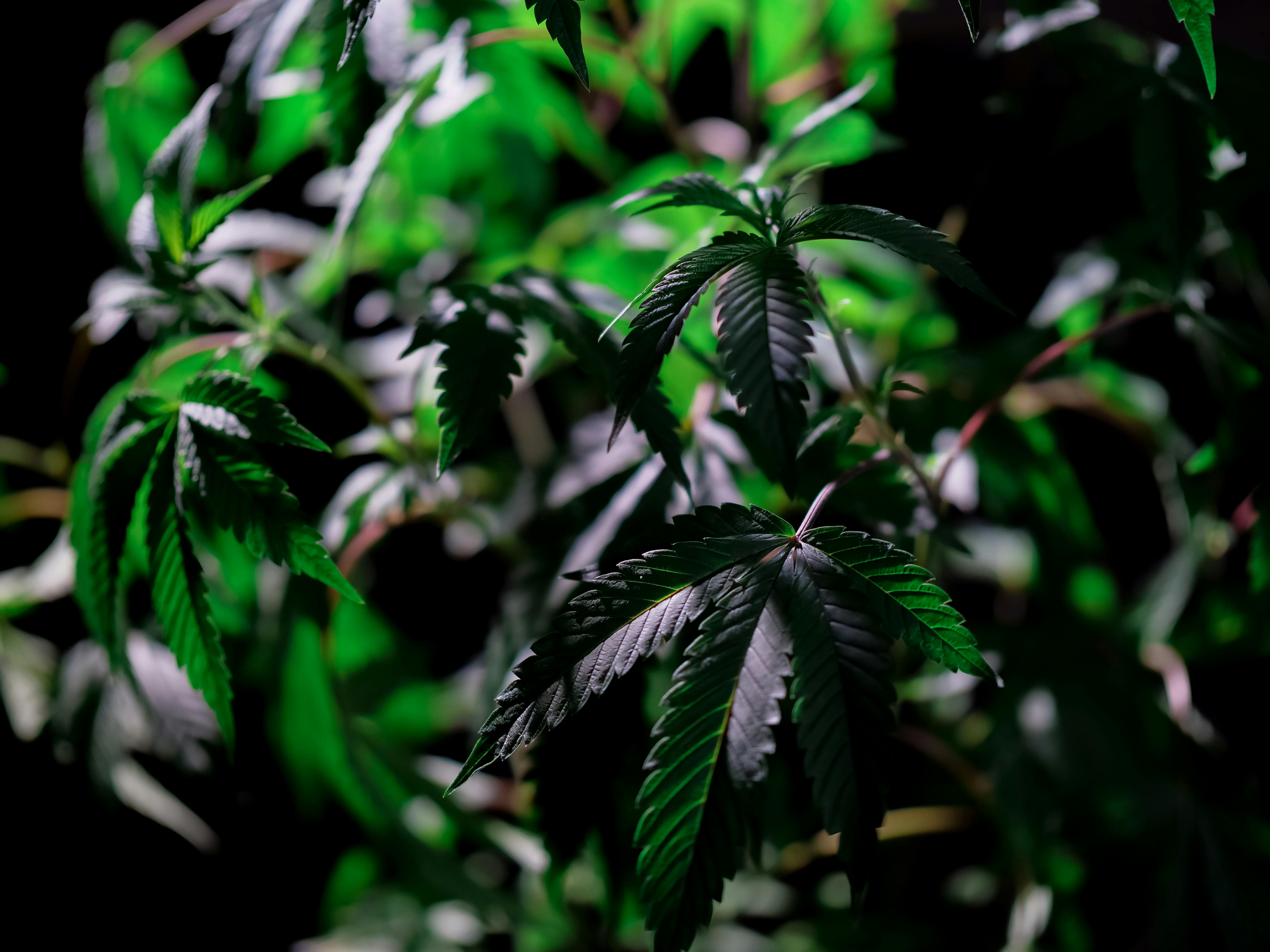 Medical Cannabis in Psychiatry: From Neurodiversity to Mental Health — Photo by Kindel Media on Pexels