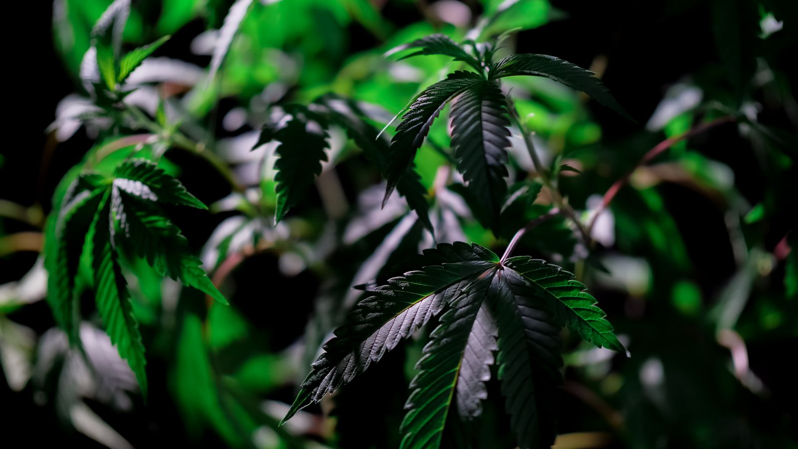 Close-up of vibrant cannabis leaves in a greenhouse setting, highlighting lush growth.