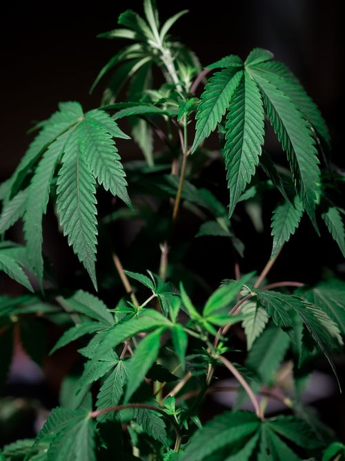 Free Close-up of a lush cannabis plant highlighting its vibrant green leaves under selective lighting. Stock Photo