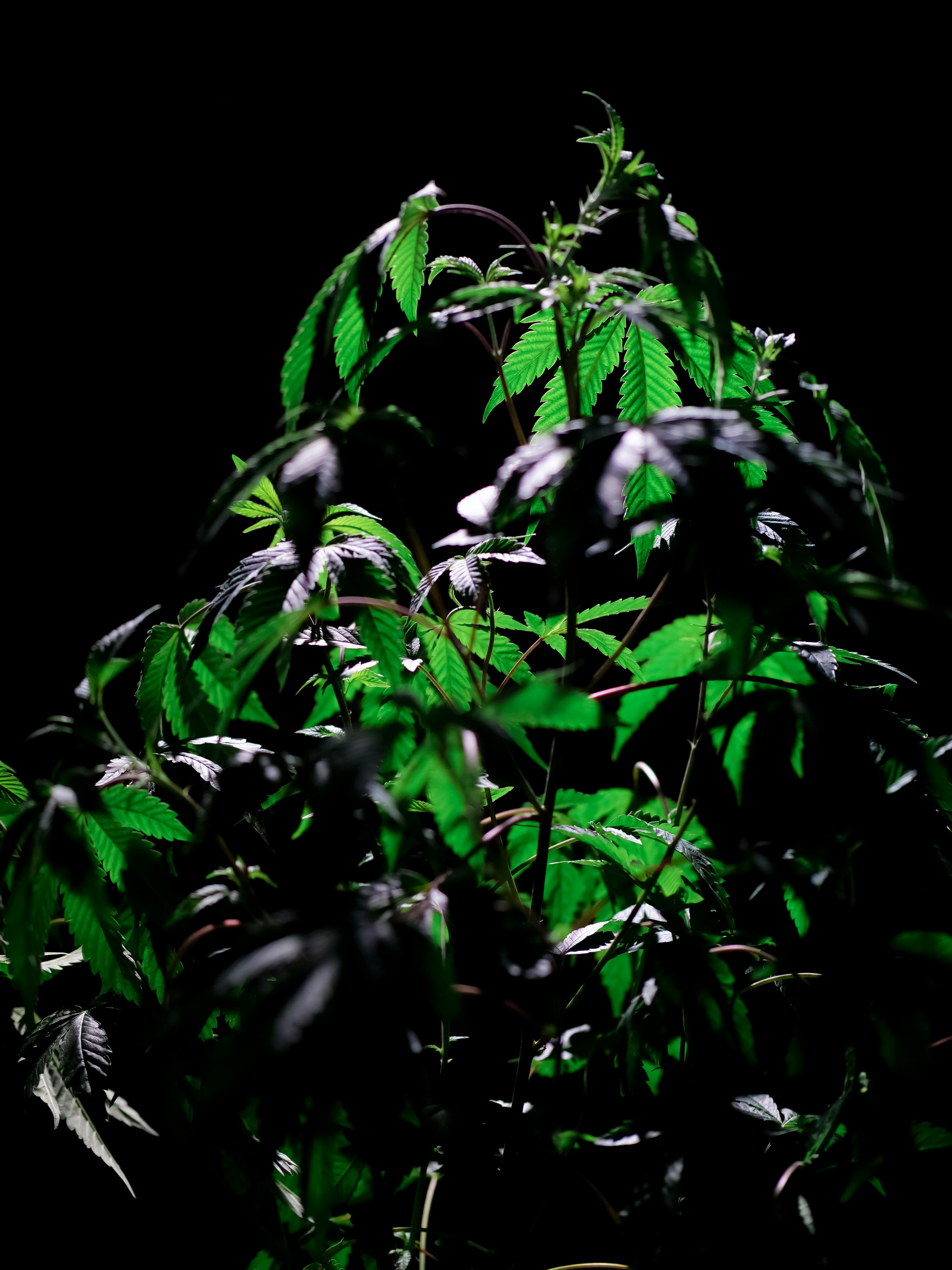 Photo of Cannabis Plant on Dark Background · Free Stock Photo