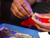 Close-Up Photo of Person Holding Skunk Weed