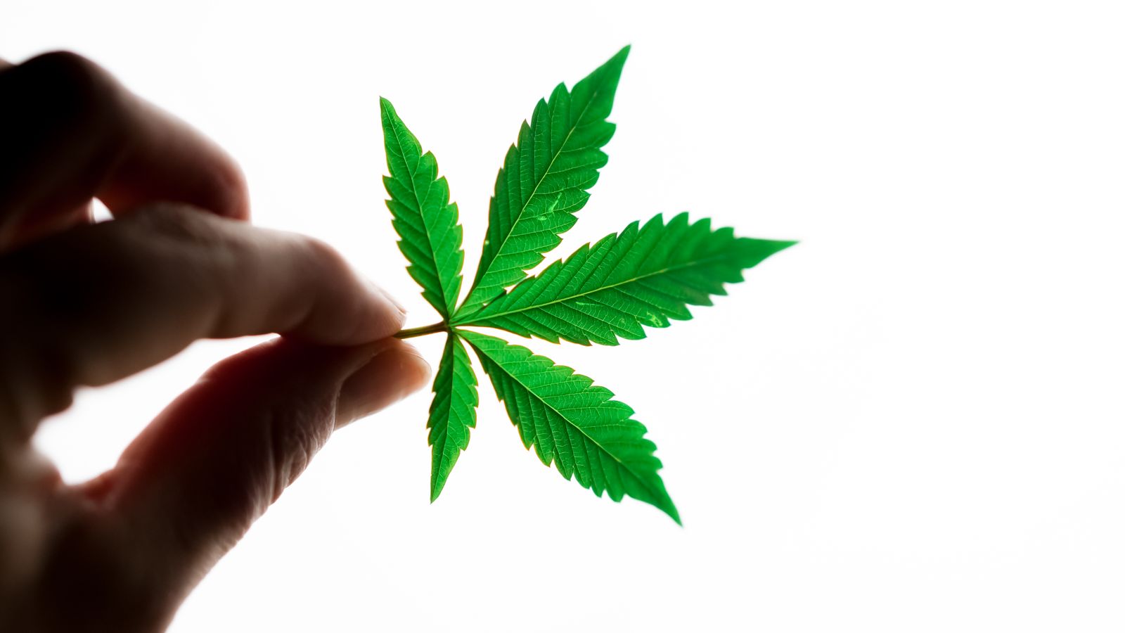 A vibrant green cannabis leaf is held by a hand against a bright white background, emphasizing its details.