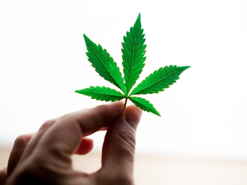 Free Close-Up Photo of Person Holding Cannabis  Stock Photo