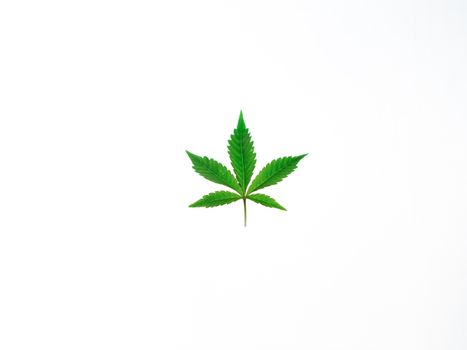 How to Get a Medical Marijuana Card in Florida: Your Complete Guide