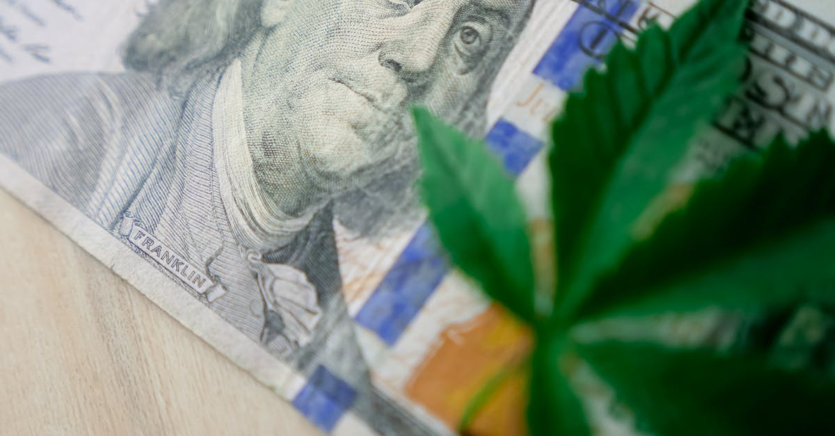 Photo by Kindel Media Macro shot of a cannabis leaf placed on a US dollar bill, symbolizing the cannabis economy.