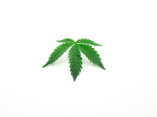 Fotos de stock gratuitas de canabis, cáñamo, cultivo de cannabis