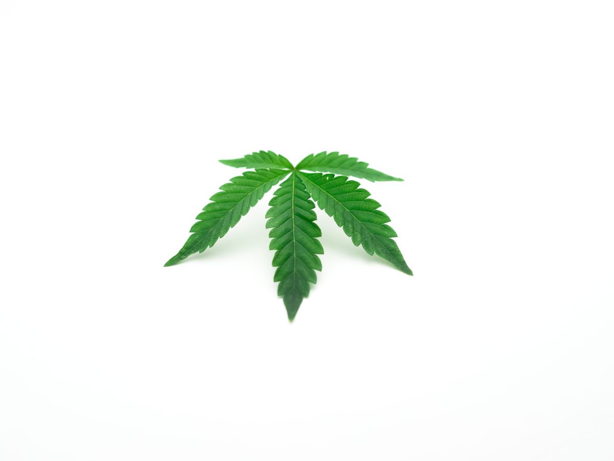Einzelnes Cannabisblatt auf weißem Hintergrund