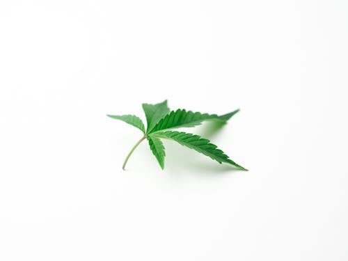 Free Photo of Cannabis on White Background Stock Photo