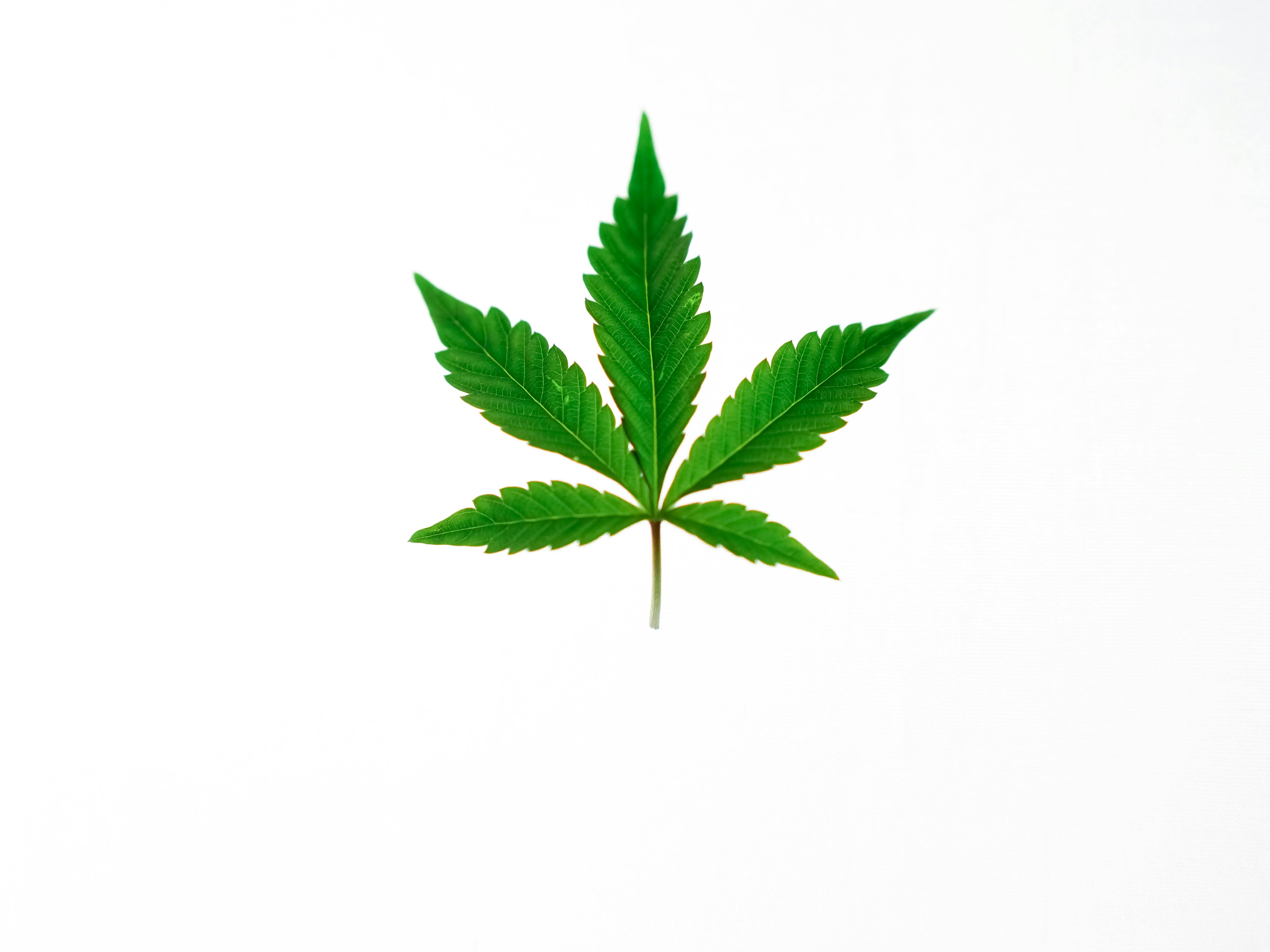 photo of cannabis on white background